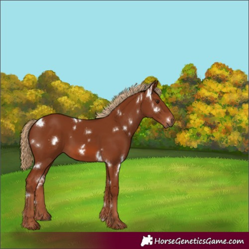 Horse Color:White Spotted Chestnut