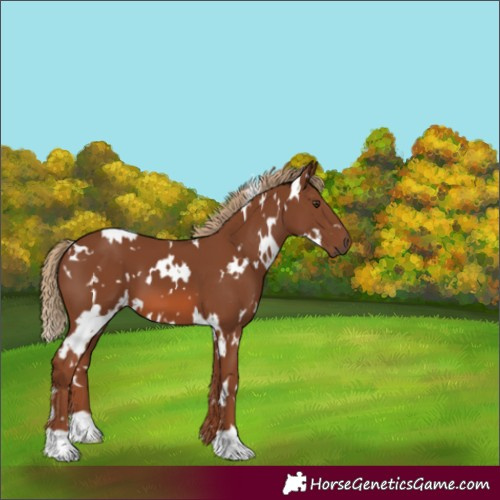 Horse Color:White Spotted Chestnut