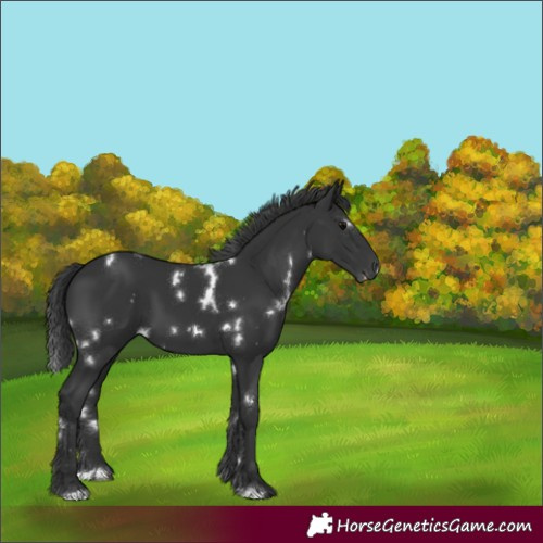 Horse Color:White Spotted Black