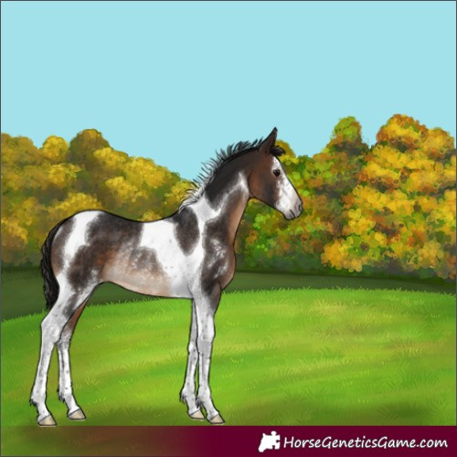 Horse Color:Gray Bay Sabino Tobiano Appaloosa Rabicano