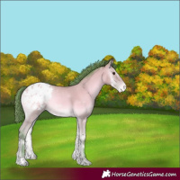 Horse Color:Watercolor Amber Champagne Onyx Appaloosa