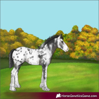Horse Color:Black Sabino Appaloosa Rabicano