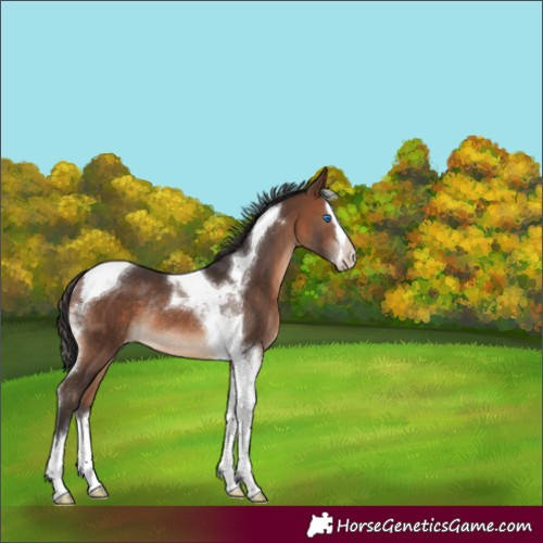 Horse Color:Brown Splash Tobiano Appaloosa Rabicano 
