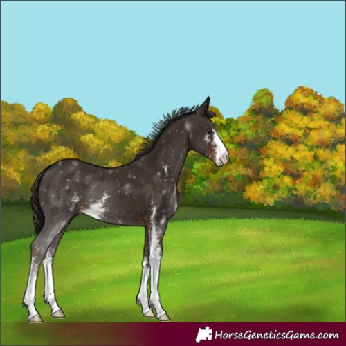 Horse Color:Liver Chestnut Sabino