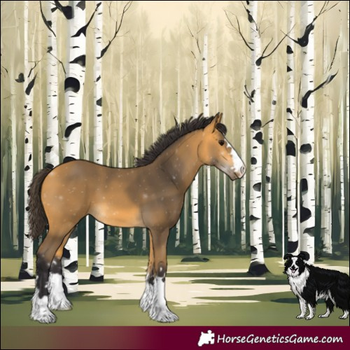 Horse Color:Buckskin 