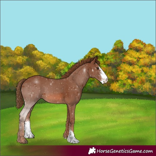 Horse Color:Chestnut Sabino 