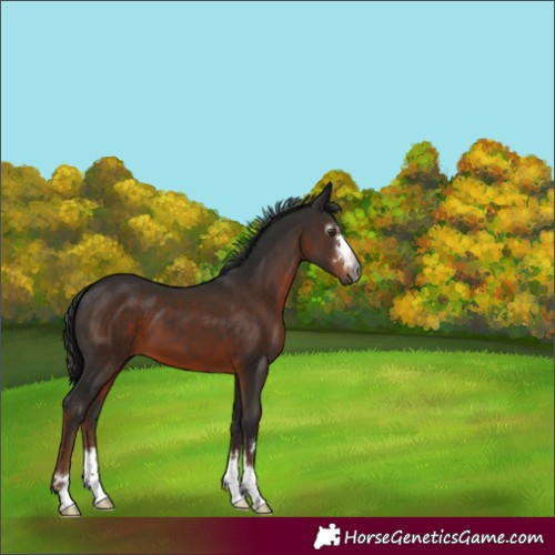 Horse Color:Gray Liver Chestnut 