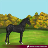 Horse Color:Gray Black 