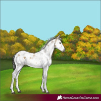 Horse Color:Gray White Spotted Liver Red Dun Sabino 