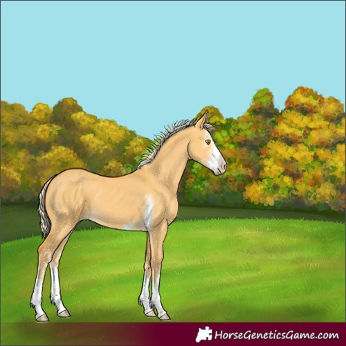 Horse Color:Palomino Dun Sabino