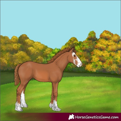 Horse Color:Chestnut Sabino 