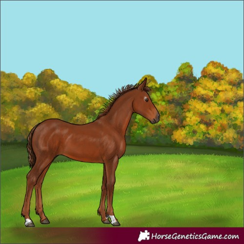 Horse Color:Gray Chestnut 
