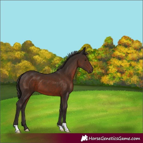 Horse Color:Liver Chestnut