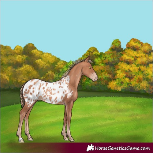 Horse Color:Gold Champagne Appaloosa