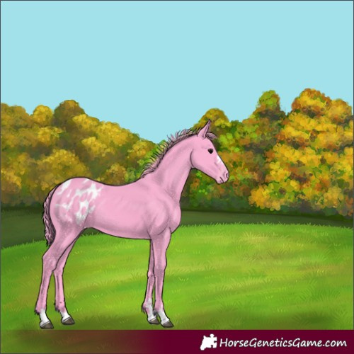 Horse Color:Watercolor Black Blanket