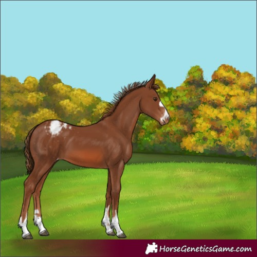 Horse Color:Chestnut Varnish 