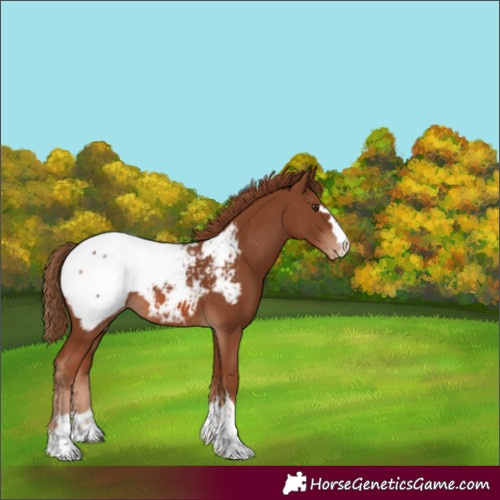 Horse Color:Chestnut Snowcap