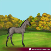 Horse Color:Void Grullo Sabino Rabicano