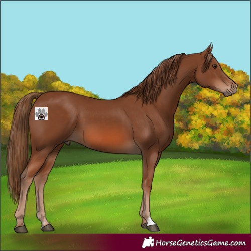 Horse Color:Chestnut Sabino Rabicano 