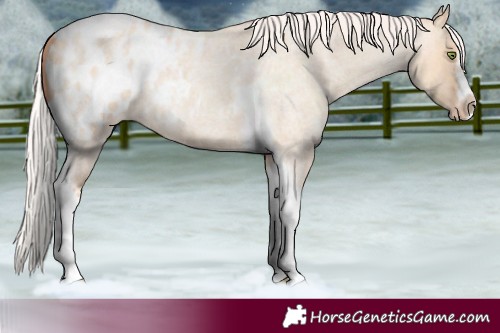 Horse Color:Silver Amber Champagne Roan Dun Splash Tobiano Frame Appaloosa Rabicano 