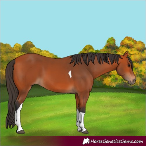 Horse Color:Bay Tobiano 