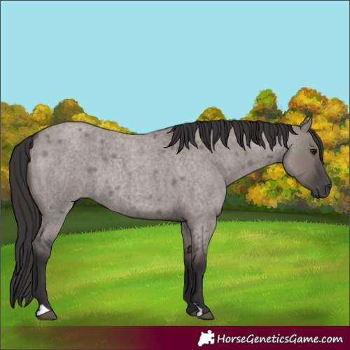 Horse Color:Smoky Grullo Roan 