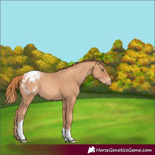 Horse Color:Gold Champagne Tobiano Appaloosa Rabicano