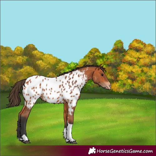 Horse Color:Bay Tobiano Near Leopard Rabicano
