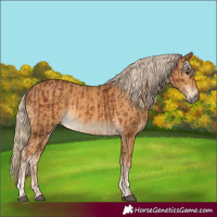 Horse Color:Chestnut and Palomino