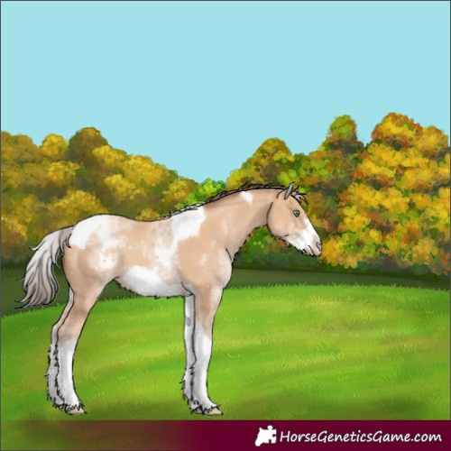 Horse Color:White Spotted Amber Champagne Tobiano Frame Rabicano 