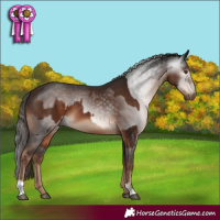 Horse Color:Liver Chestnut and Gray Liver Chestnut