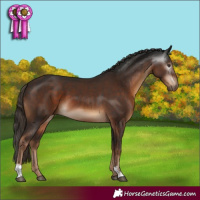 Horse Color:Liver Chestnut  and Gray Liver Chestnut 