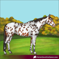 Horse Color:Bay Appaloosa 