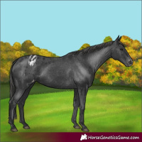 Horse Color:Black Appaloosa 
