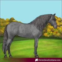 Horse Color:Black Appaloosa 