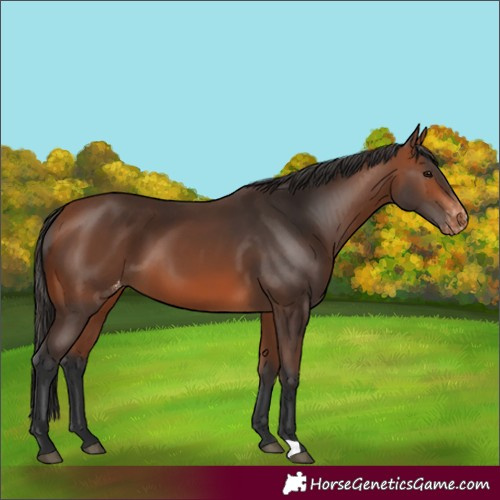 Horse Color:Bay Appaloosa