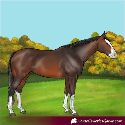 Horse Color:Unknown 