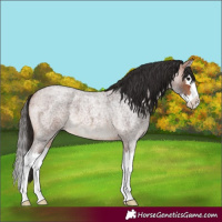 Horse Color:Bay Roan Splash 