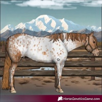 Horse Color:Bay Roan Dun Tobiano Skewed Appaloosa  and Chestnut Skewed Appaloosa 