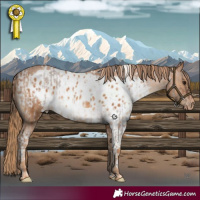 Horse Color:Bay Roan Dun Tobiano Skewed Appaloosa  and Chestnut Skewed Appaloosa 