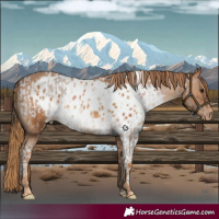 Horse Color:Bay Roan Dun Tobiano Skewed Appaloosa and Chestnut Skewed Appaloosa