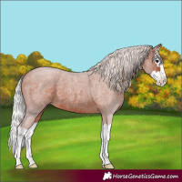 Horse Color:Silver Brown Roan Splash 