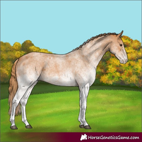 Horse Color:White Spotted Red Roan 
