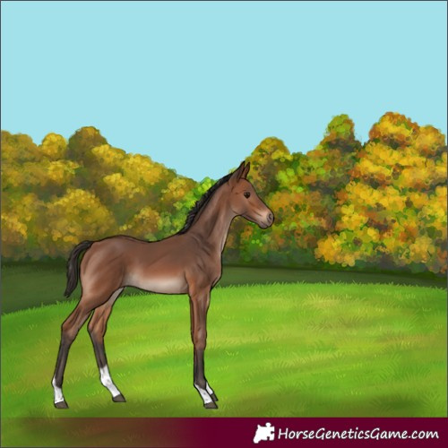 Horse Color:Bay Tobiano Rabicano