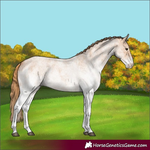 Horse Color:White Spotted Red Roan