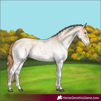 Horse Color:White Spotted Red Roan 