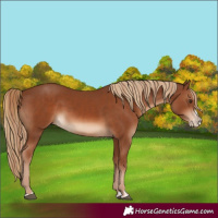 Horse Color:Chestnut  and Chestnut Splash 