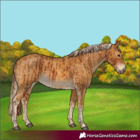 Horse Color:Chestnut  and Palomino 