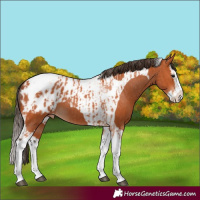 Horse Color:Bay Splash Tobiano Appaloosa  and Bay Splash Tobiano Appaloosa 