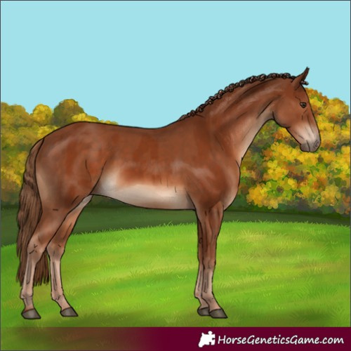Horse Color:Chestnut and Chestnut